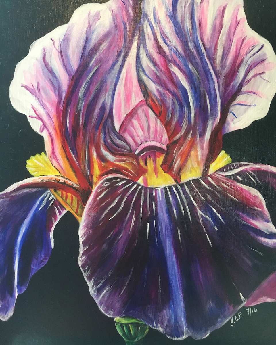 Rainbow Bearded Iris by Jennifer C.  Pierstorff, Image 1.