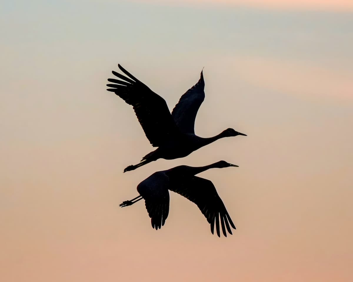 Fly with Me by Cynthia Dewild, Image 1.