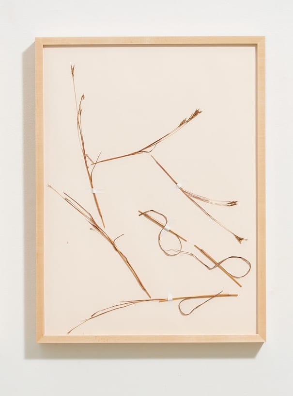 Drawing of a Die-back 2 by Caite Mae Ramos, Image 1.