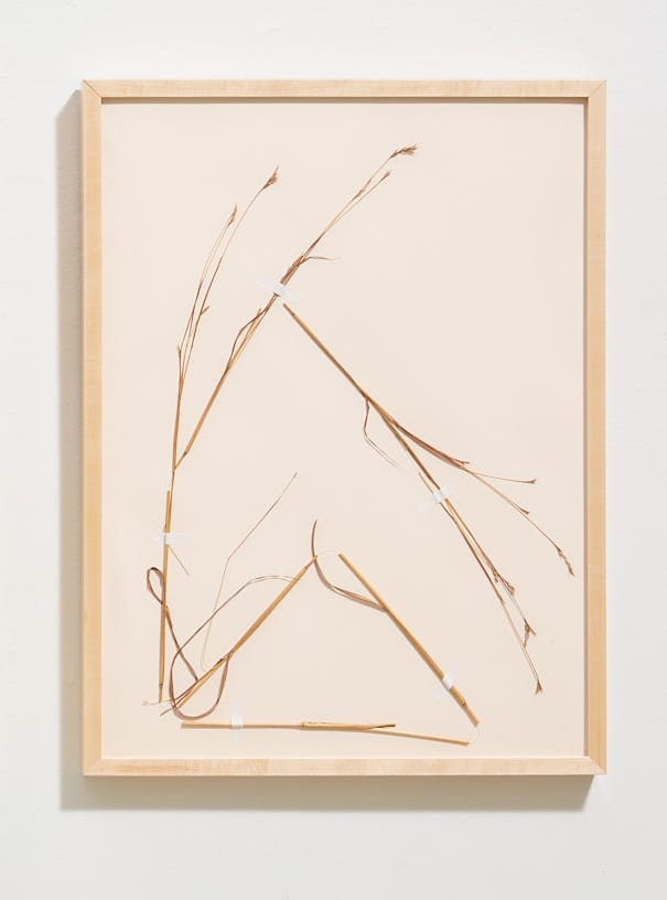 Drawing of a Die-back 3 by Caite Mae Ramos, Image 1.