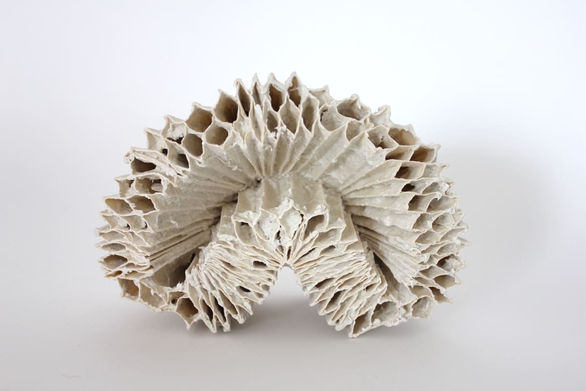 Diatom Test Specimen 02 by Kate Rusek 