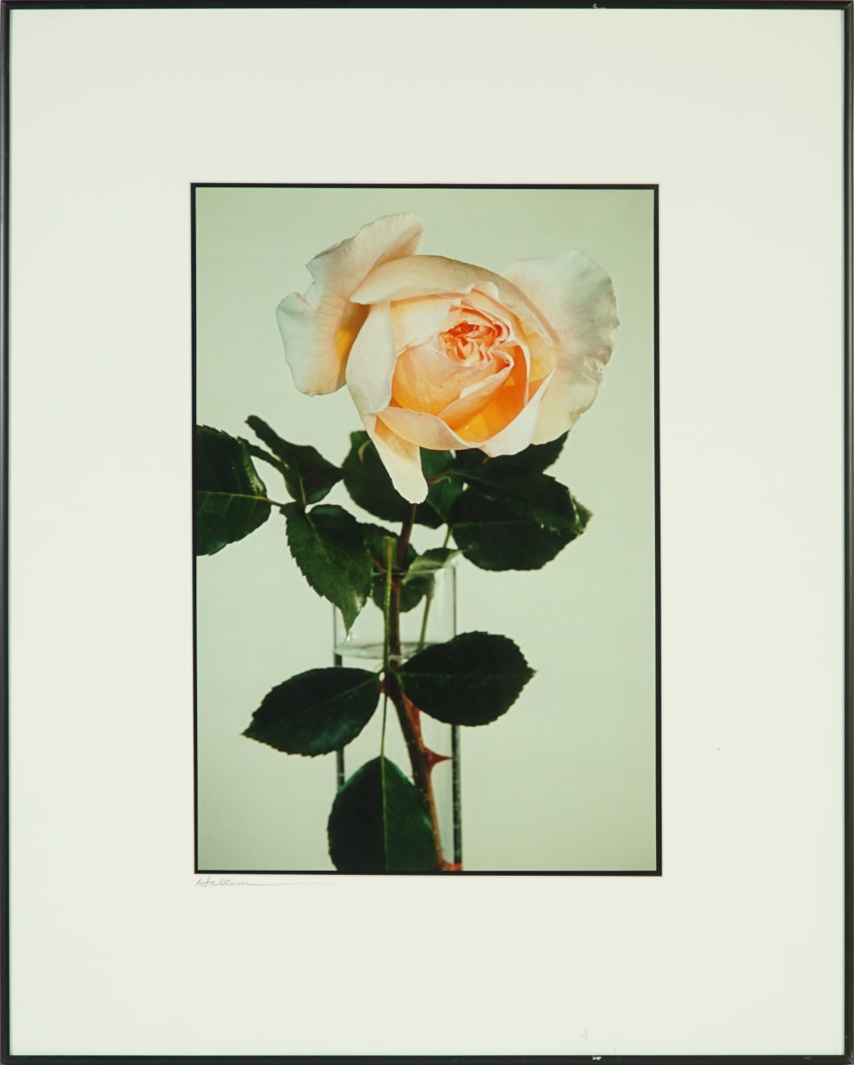 Marion Hosmer’s Rose by Beverly Hallam 