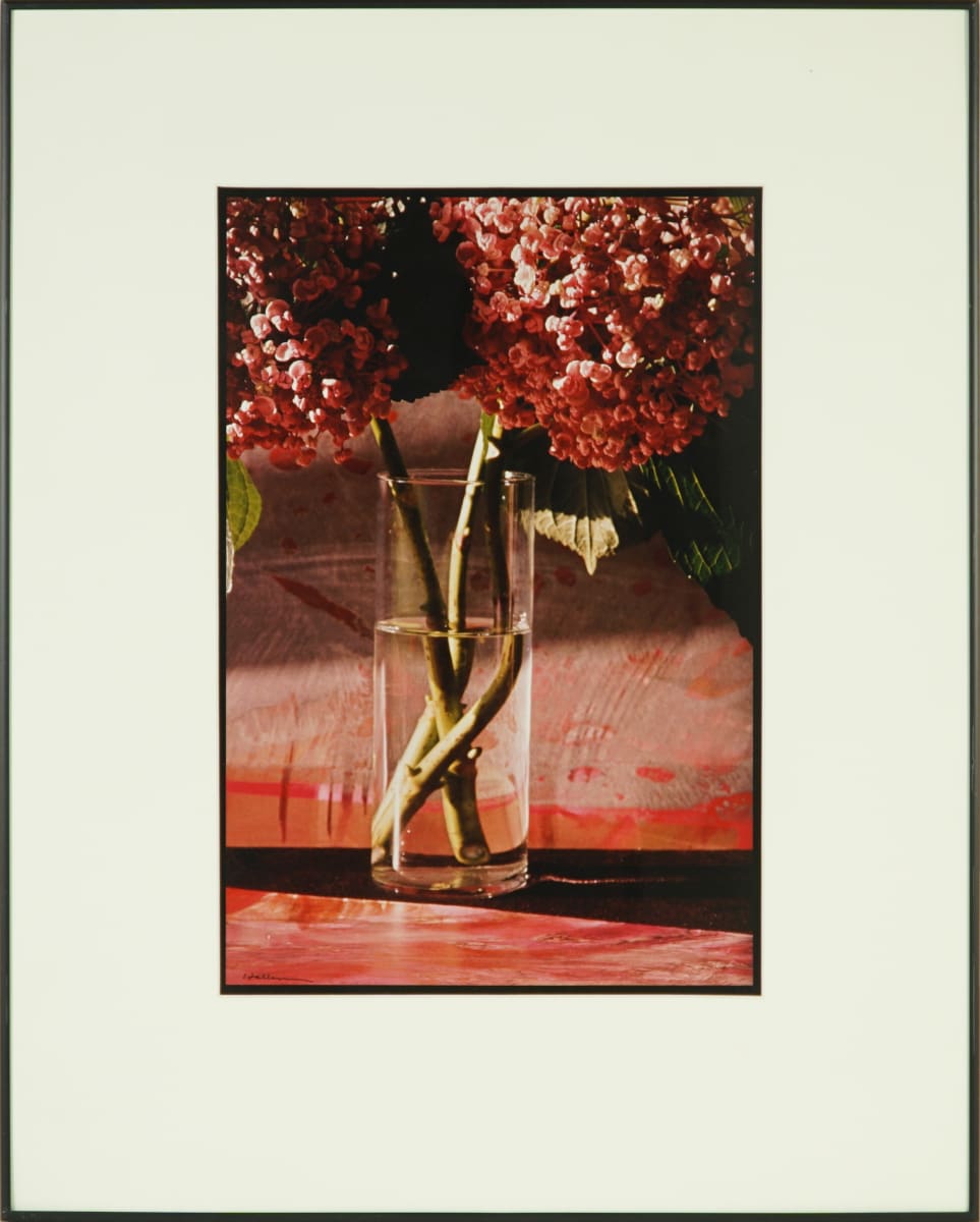Popcorn Hydrangea by Beverly Hallam, Image 2.