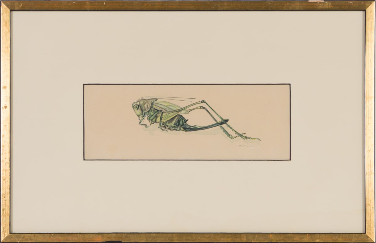 Grasshopper by Beverly Hallam 