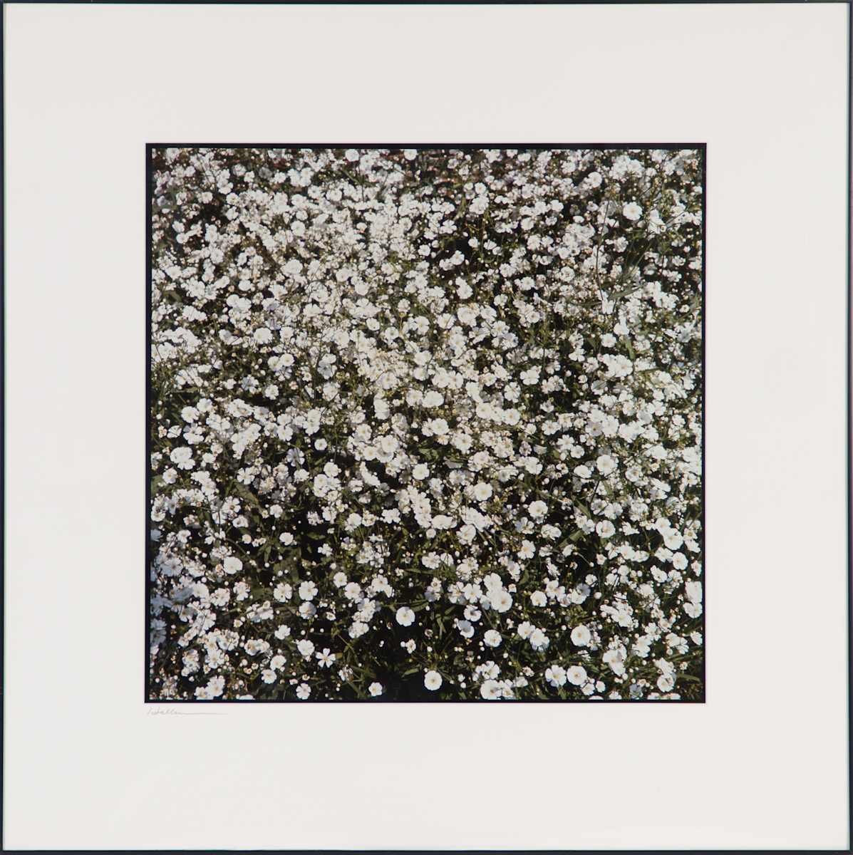 Field of Flowers by Beverly Hallam, Image 2.