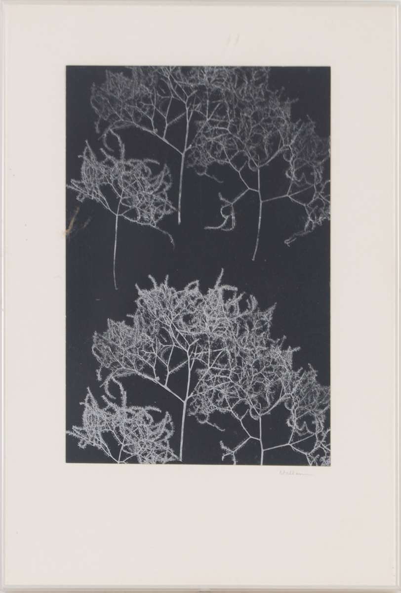 Smoke Bush by Beverly Hallam, Image 2.