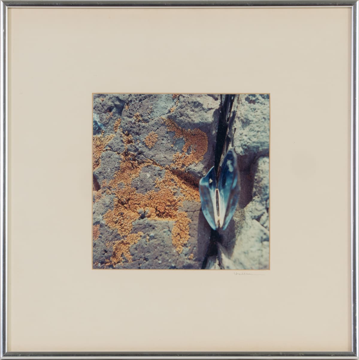 Big Mussel by Beverly Hallam 
