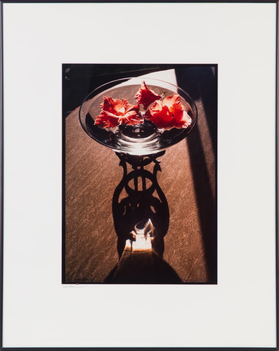 Floating Hibiscus by Beverly Hallam 