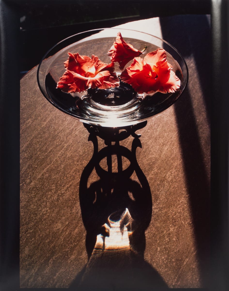 Floating Hibiscus by Beverly Hallam 