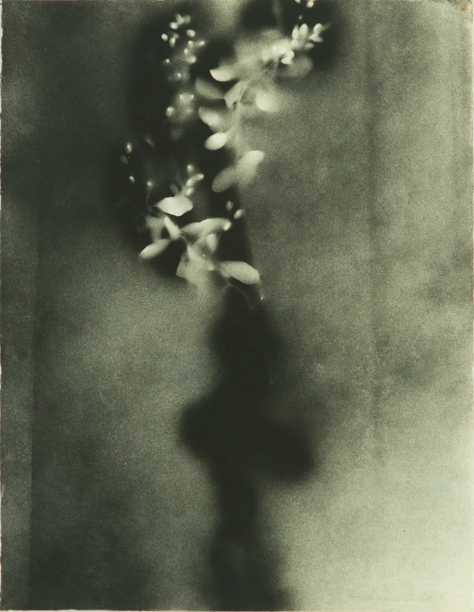 Black Barberry II by Beverly Hallam 