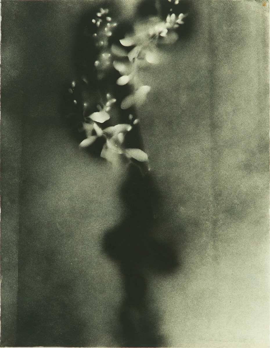 Black Barberry II by Beverly Hallam, Image 2.