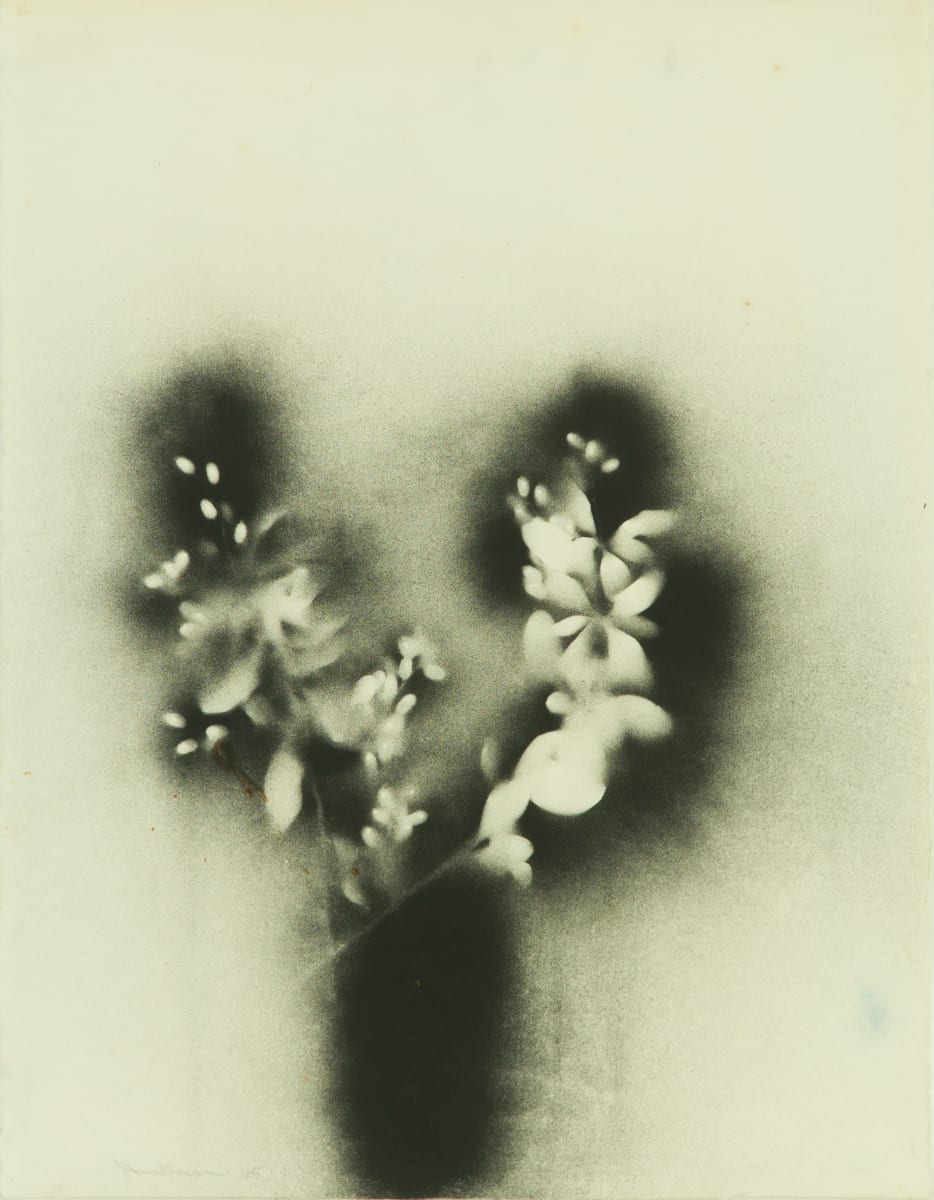 Black Barberry I by Beverly Hallam 