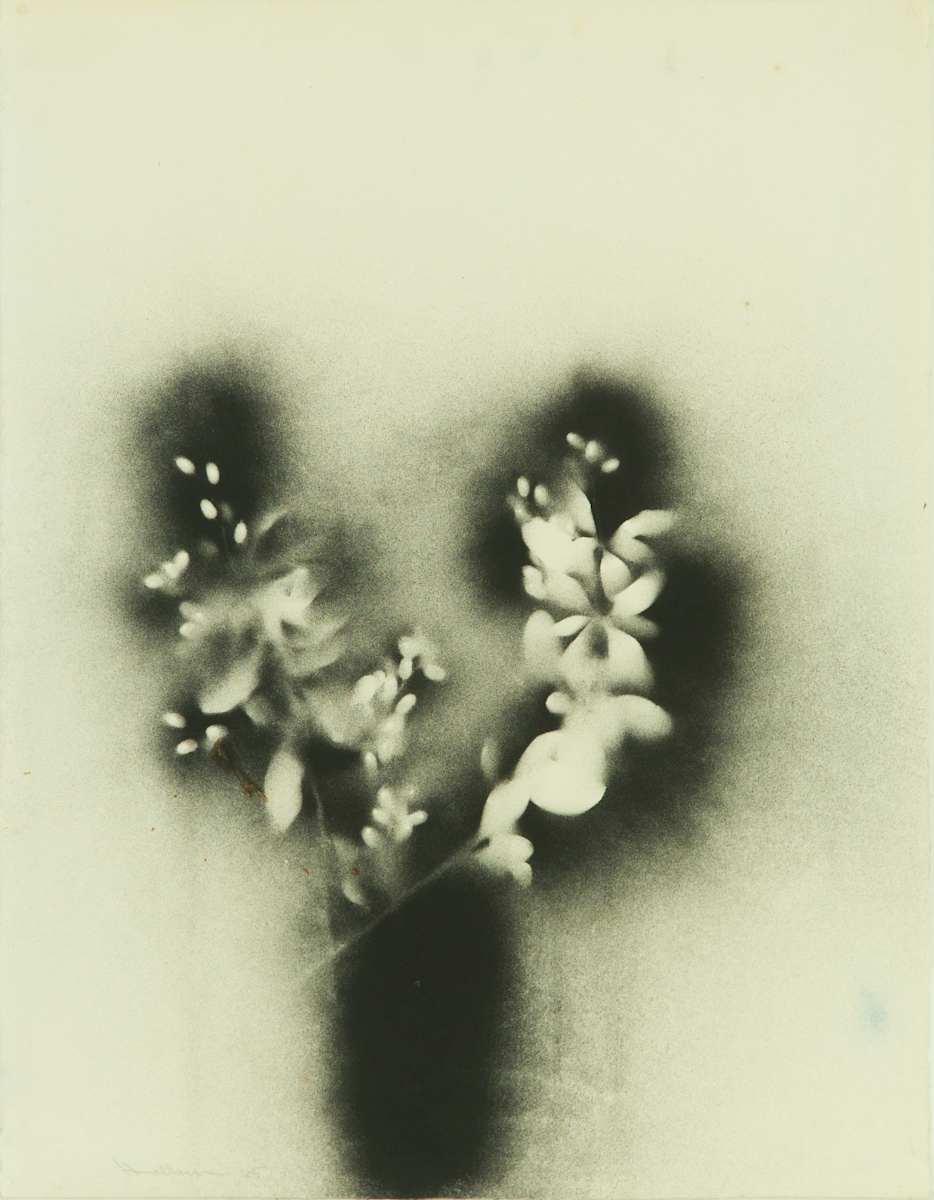 Black Barberry I by Beverly Hallam, Image 2.
