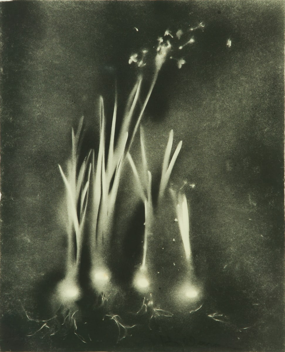 Title Unknown by Beverly Hallam 
