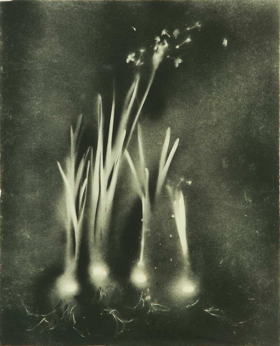Title Unknown by Beverly Hallam, Image 1.