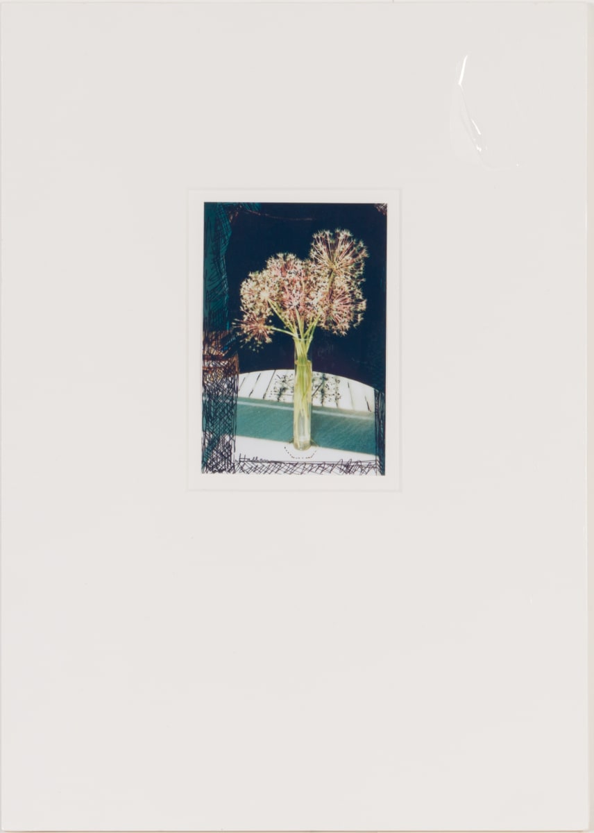 May’s Allium Gone to Seed by Beverly Hallam 