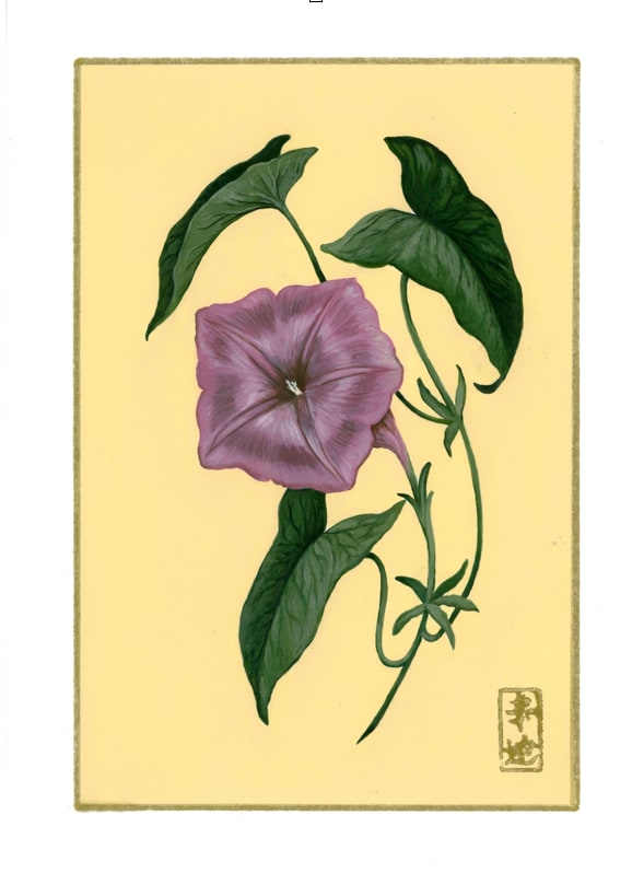 25th of June  “Morning Glory” by Cindy Cal 