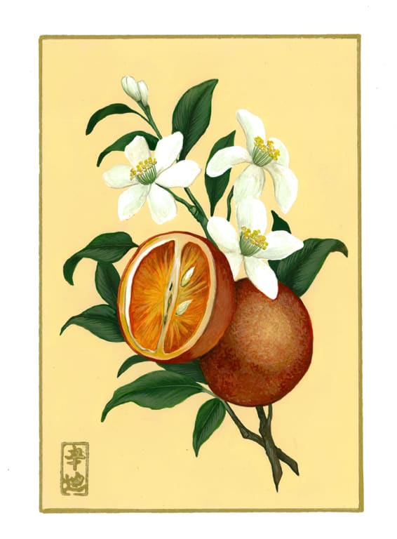 7th of September “Orange Blossom” by Cindy Cal 