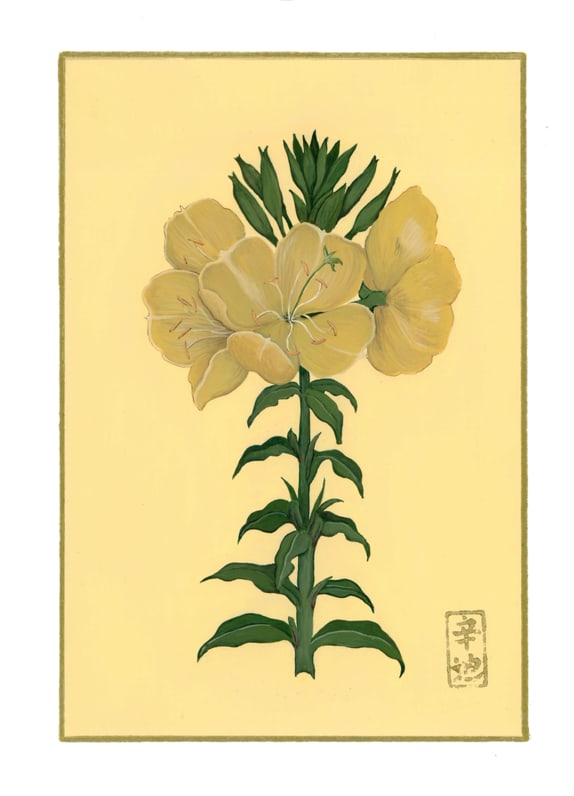 21st of June “Evening Primrose" by Cindy Cal 
