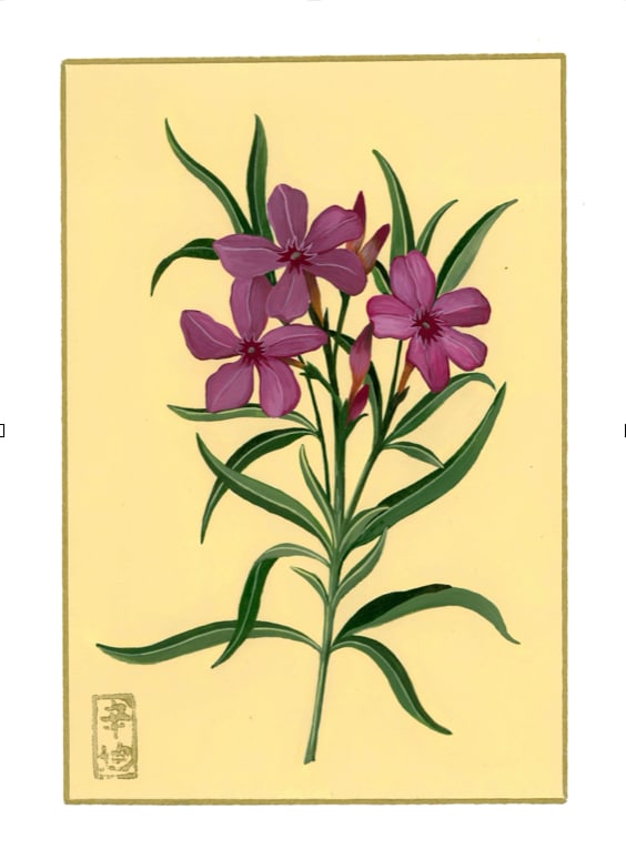 12th of August  “Oleander” by Cindy Cal 