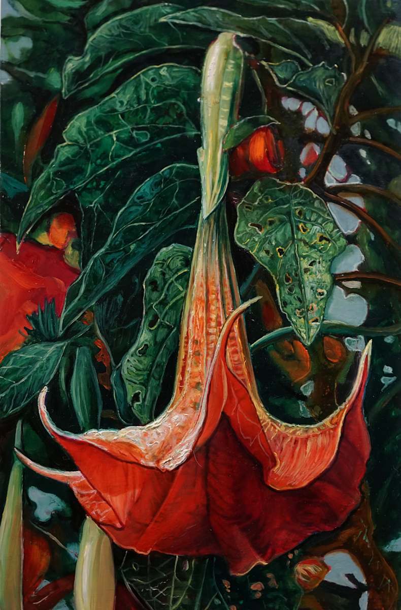 Brungmansia by Dimitris Tzamouranis 