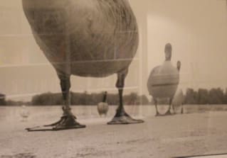 Duckzilla by Keith Auerbach, Image 1.