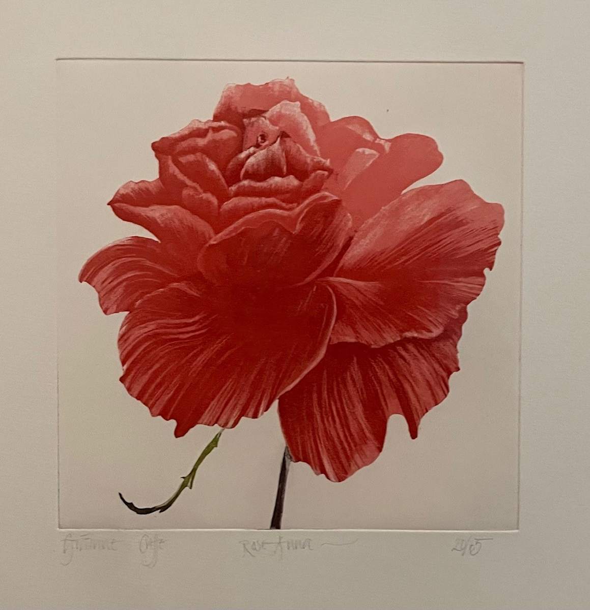 Rose Anna by Grane Cuffe, Image 1.