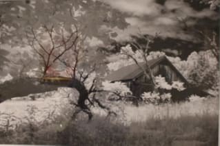 Tree Limb and Barn by Jeff Carr, Image 1.