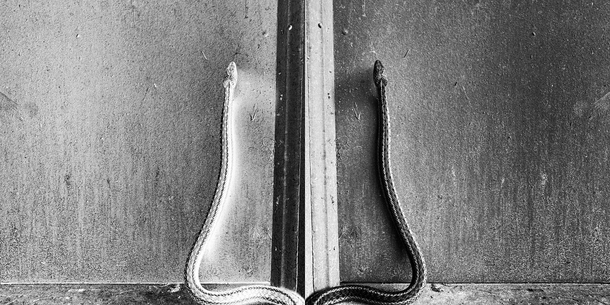 A Snake in the Pole Barn Bolivar County, Mississippi by Will Jacks