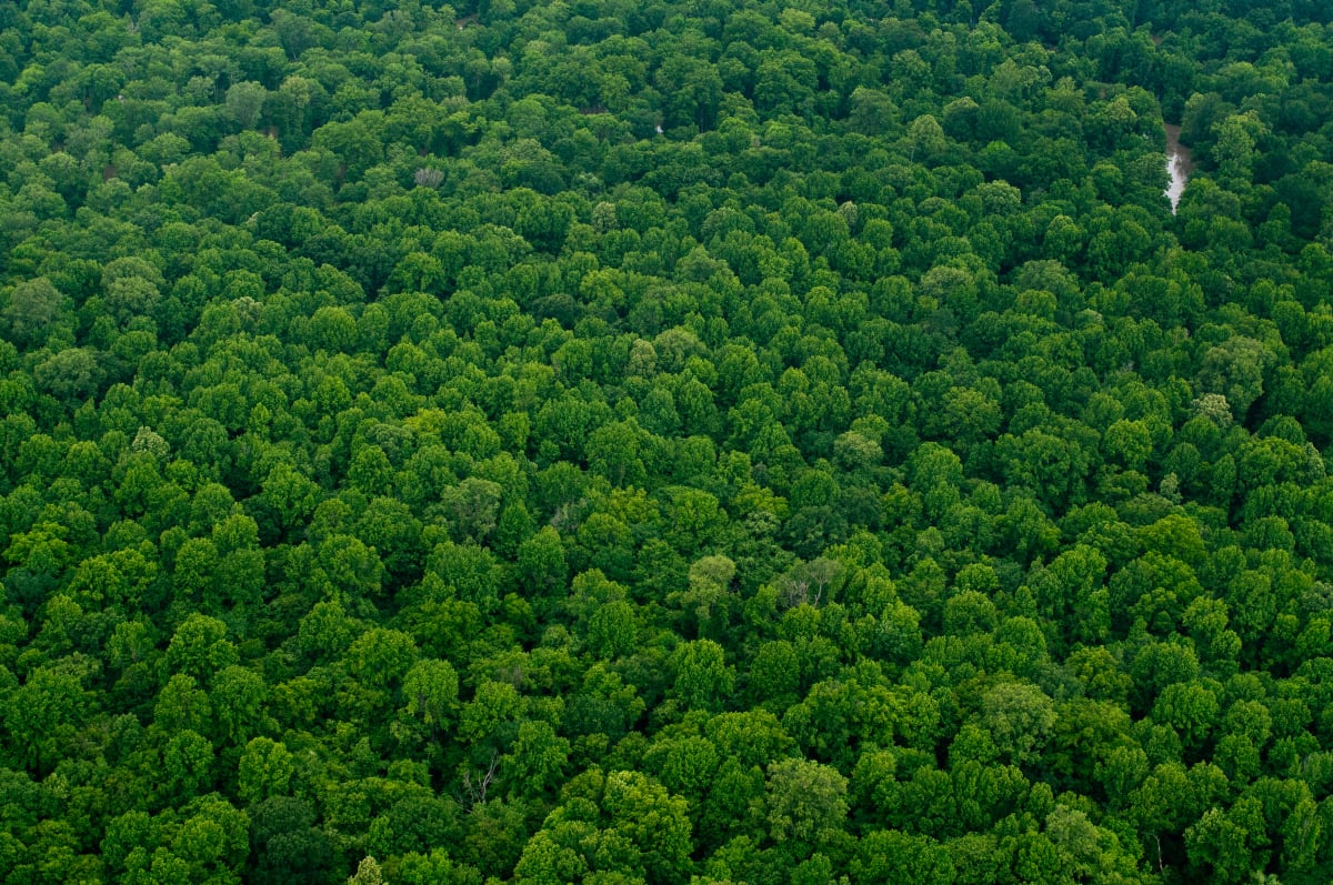 Delta Aerial XX by Will Jacks 