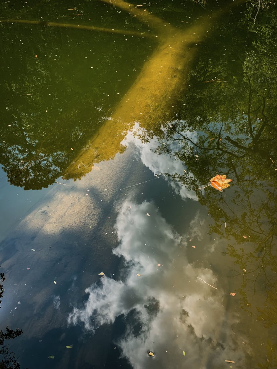 Reflections on a Pond - Elmore County, Alabama by Will Jacks 