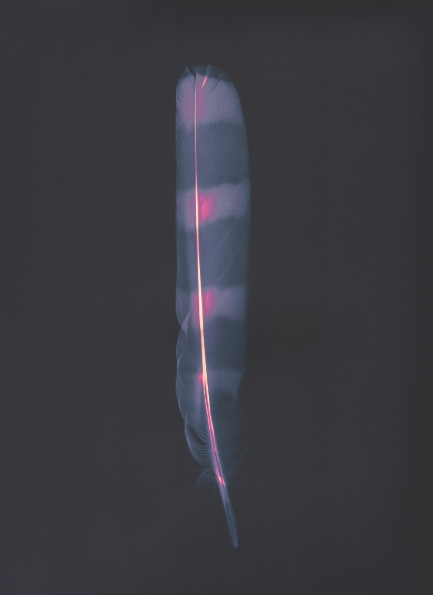 Barred Owl Feather - Lumen Print by Townsend Studio | Luke B Townsend 