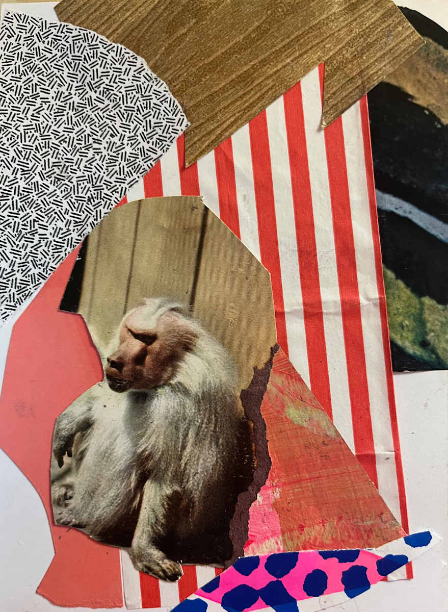 Baboon by Hilary Greenstein 