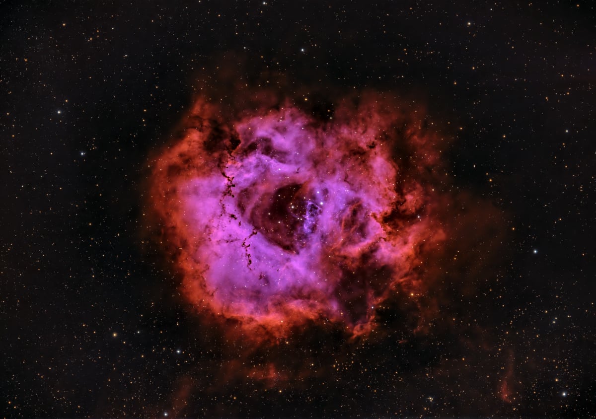 The Full Rosette Exclusive Print by Jeremy Likness  Image: The Full Rosette Exclusive Print