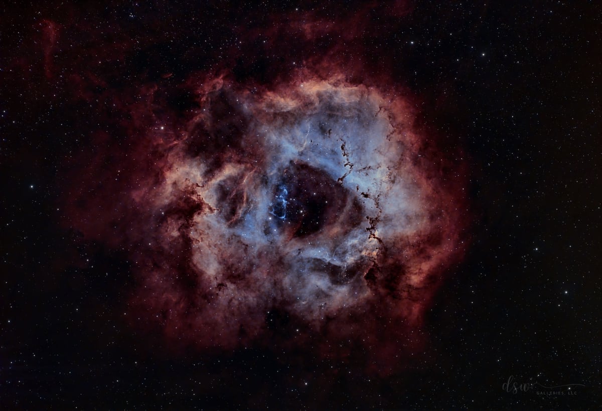 Rosette in Bloom 1st Print by Jeremy Likness  Image: Flower in Bloom