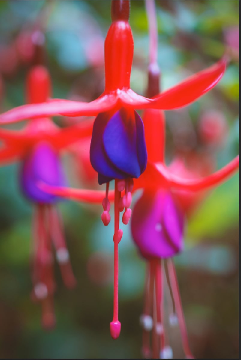 Love Letter No. 15 by Cat Atom 