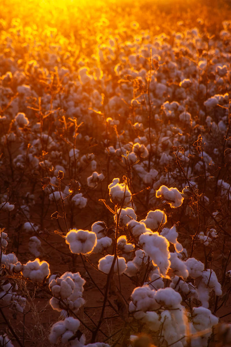 Love Letter No. 2 by Cat Atom 