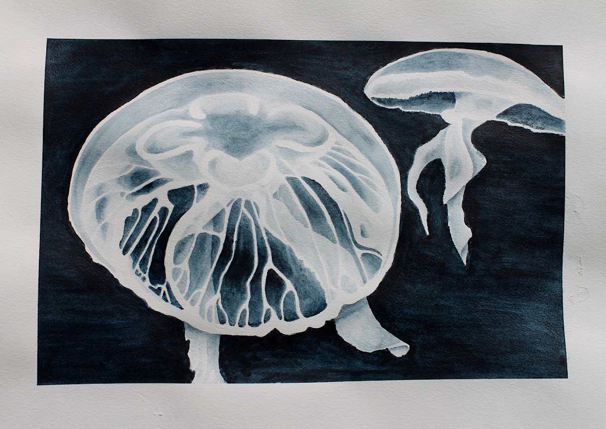 Aurelia Aurita, Moon Jelly by Grace Guirola 