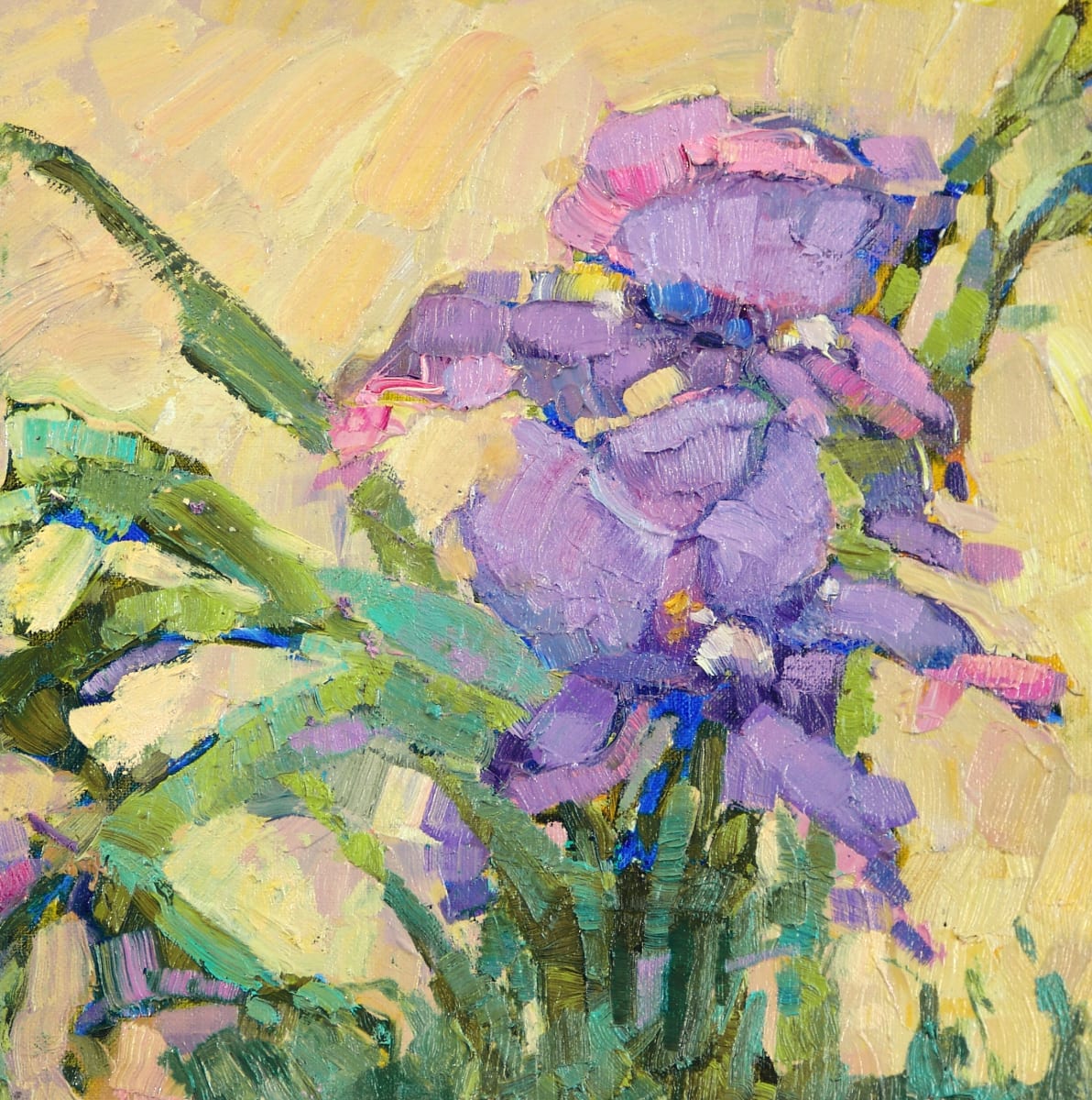 Iris in the Sun by Barbara Schilling 