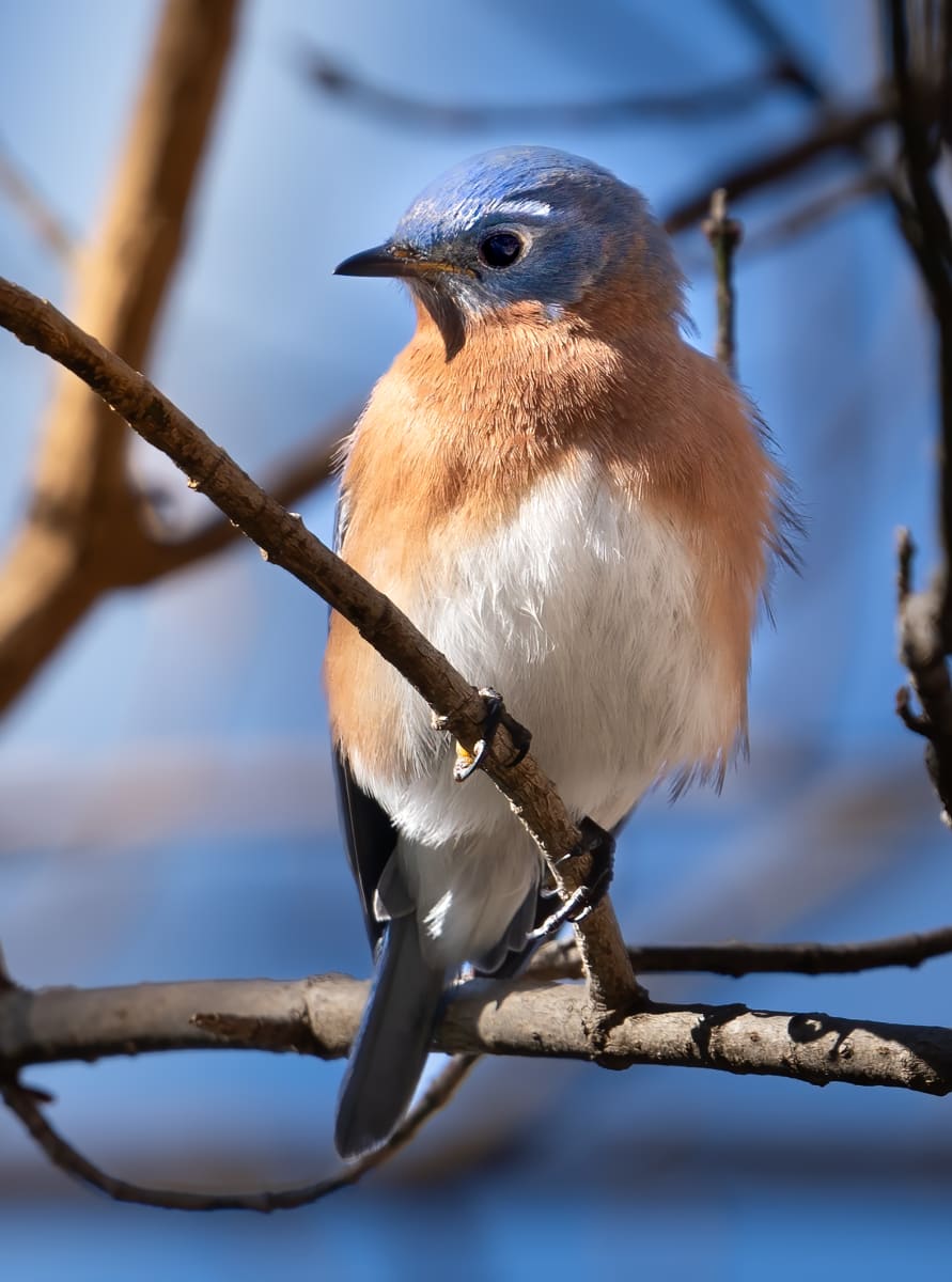 Bluebird by Bob Burnett 