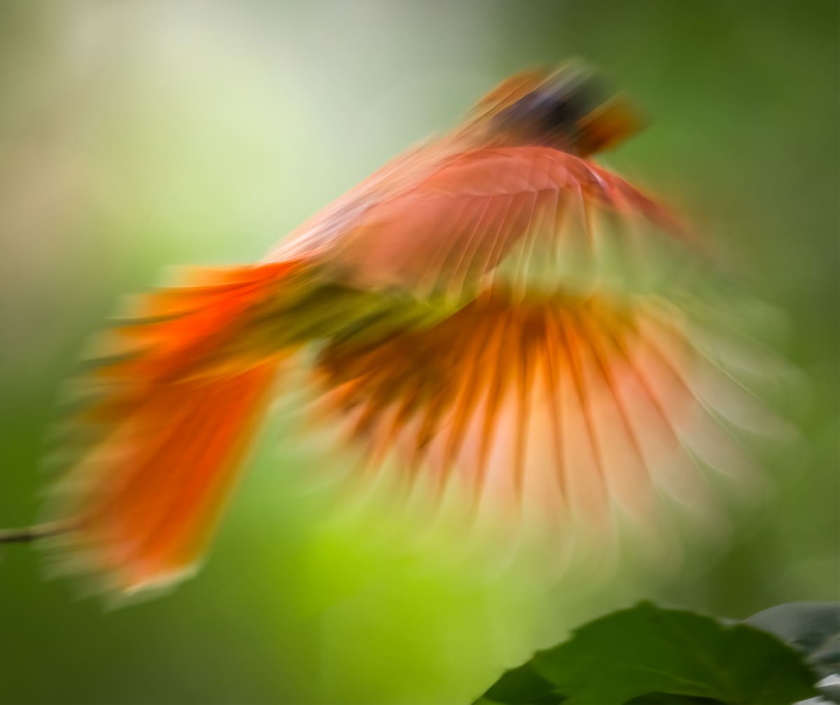 Cardinal (Sycamore Island) by Bob Burnett 