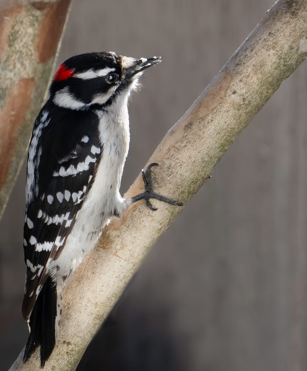 Downy Woodpecker (Palisades) by Bob Burnett 