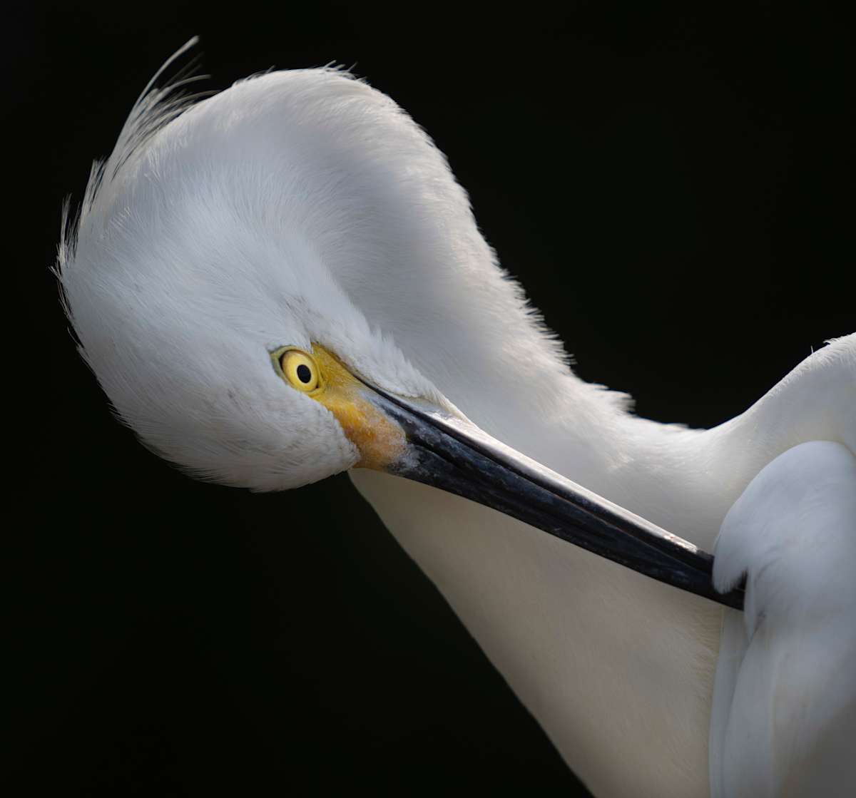Egret Profile by Bob Burnett 