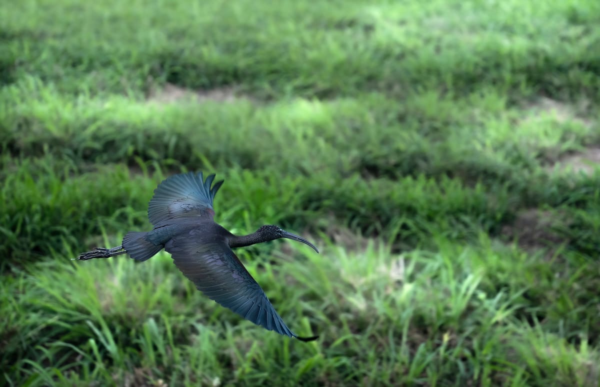 Glossy Ibis by Bob Burnett 