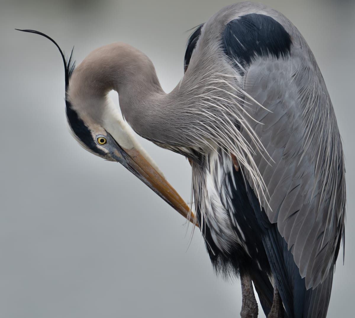Great Blue Heron by Bob Burnett 