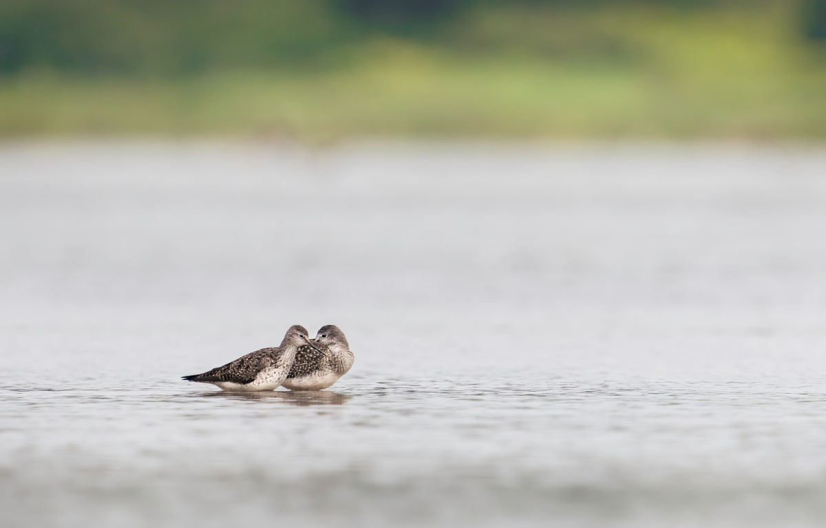 Two Greater Yellowlegs by Bob Burnett 