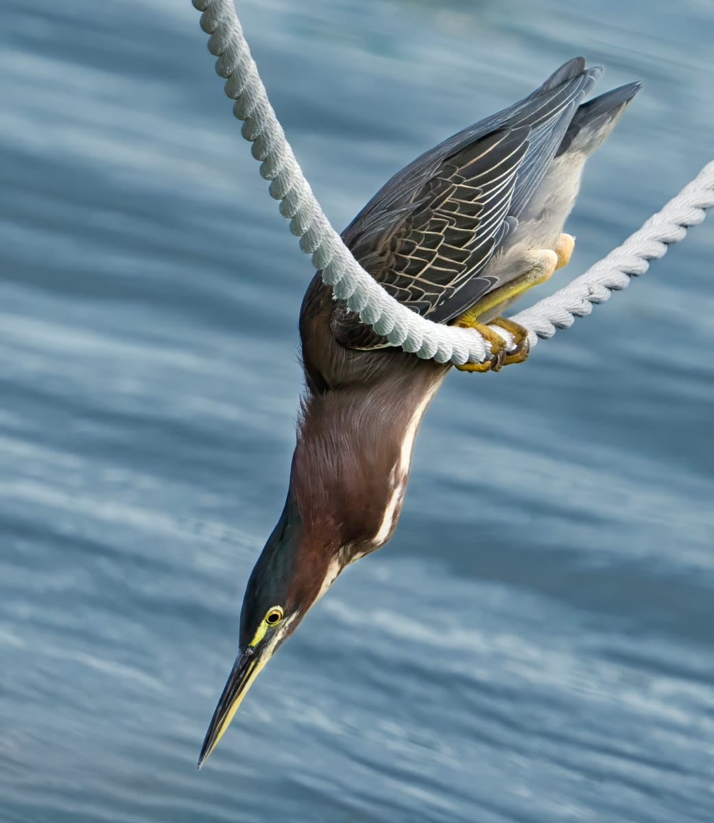 Green Heron by Bob Burnett 