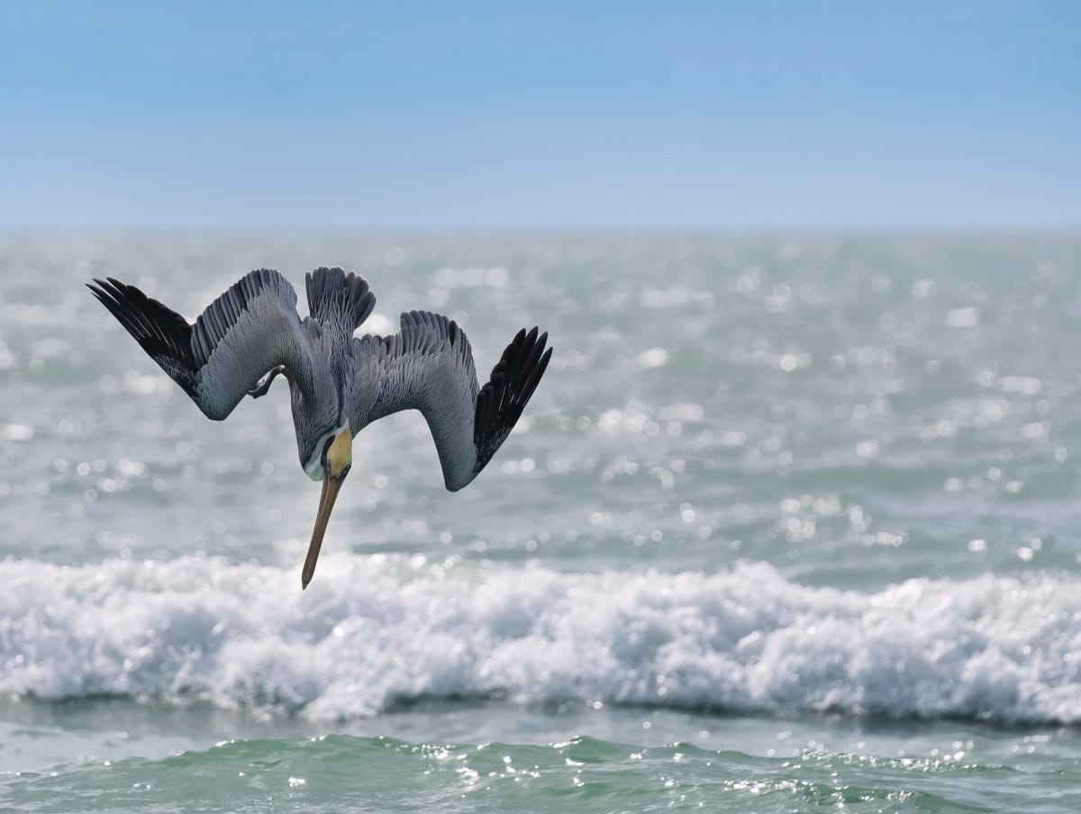 Pelican Dive by Bob Burnett 