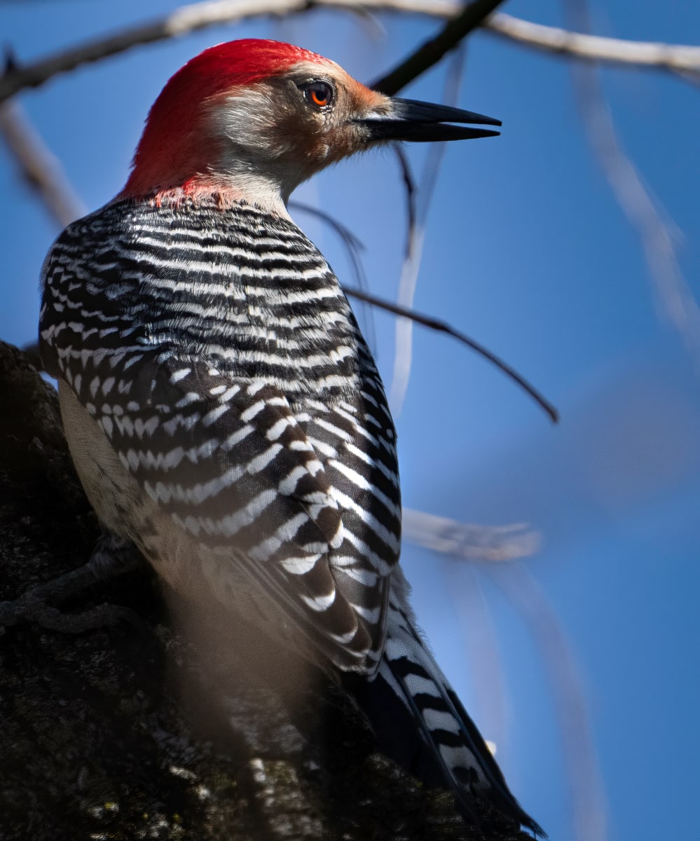 Red-bellied Woodpecker (Palisades) by Bob Burnett 