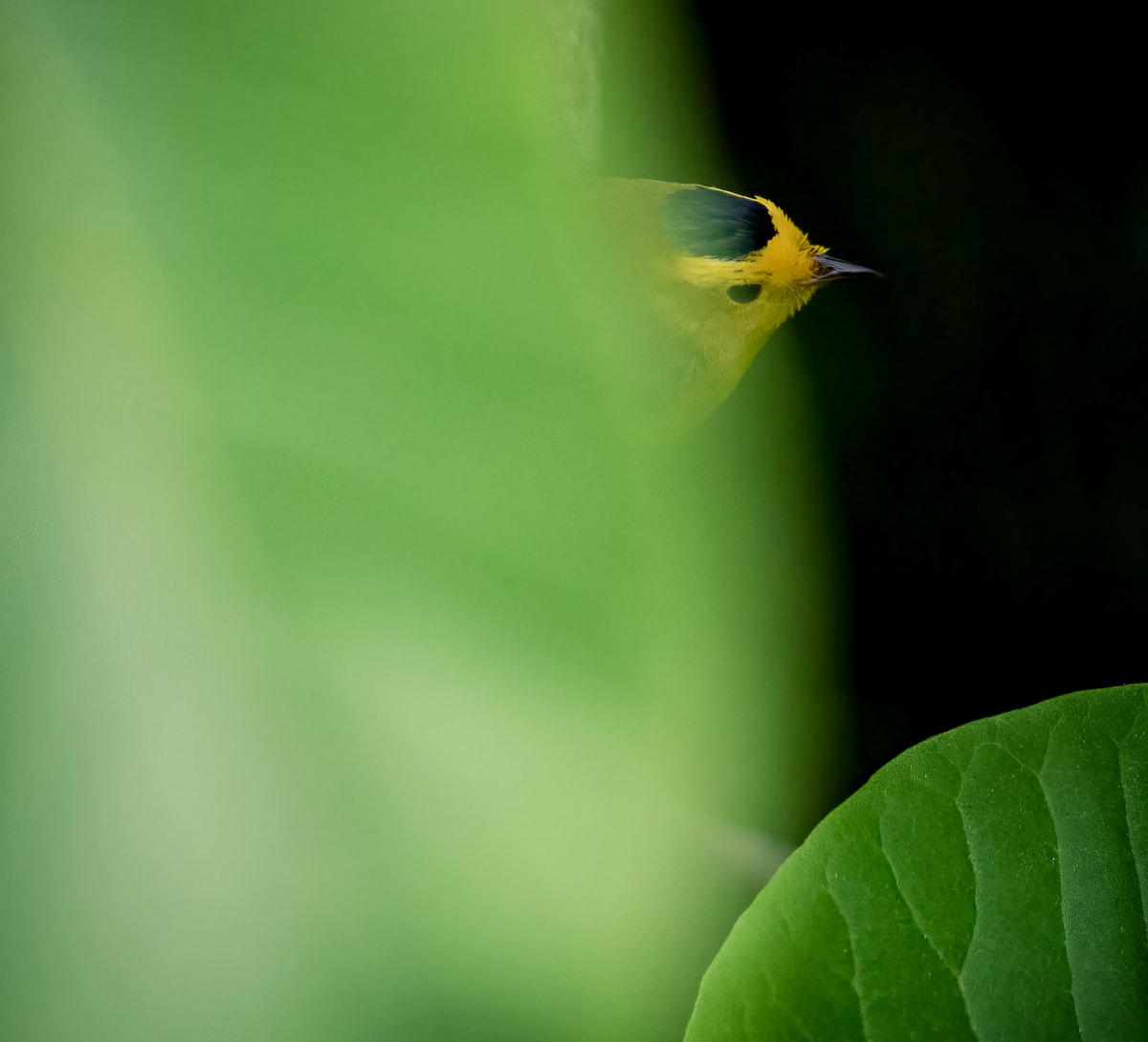 Wilson's Warbler by Bob Burnett 